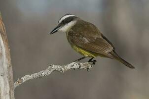 Great Kiskadee,  Pitangus sulphuratus, Calden forest, La Pampa, Argentina photo