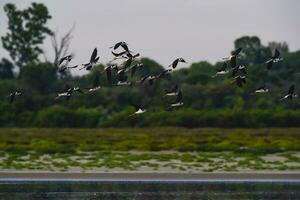 Southern Stilt, Himantopus melanurus in flight, Ansenuza National Park, Cordoba Province, Argentina photo