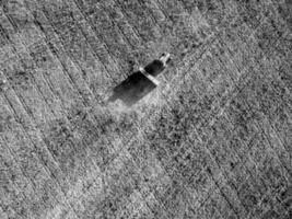 Direct sowing for grazing, Argentine meat production. photo