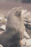 antártico piel sello, arctophoca gacela, un playa, antártico península. foto