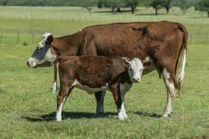 Cattle in Argentine countryside,La Pampa Province, Argentina. photo