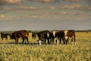 Cows grazing at sunset, Patagonia, Argentina. photo