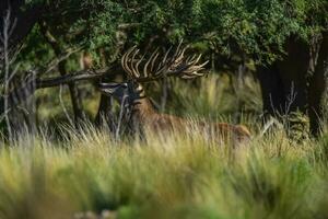 rojo ciervo, masculino rugido en la pampa, argentina, parque luro, naturaleza reserva foto