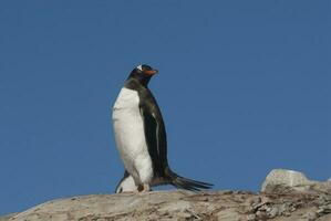 gentoo pingüino, pigoscelis papúa, neko Puerto,Antártida península. foto