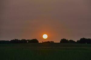 Lonely tree in La Pampa at sunset, Patagonia,Argentina photo