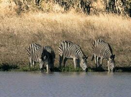 manada de cebras en el africano sabana foto