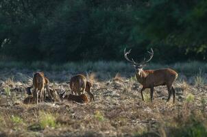 Red deer, Male roaring in La Pampa, Argentina, Parque Luro, Nature Reserve photo