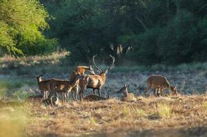 Red deer, Male roaring in La Pampa, Argentina, Parque Luro, Nature Reserve photo