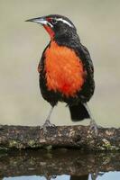 Long tailed Meadowlark, perched in Pampas grassland environment, La Pampa Province, Patagonia, Argentina. photo