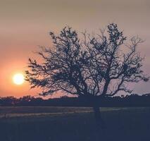 solitario árbol en la pampa a atardecer, patagonia,argentina foto