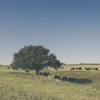 vacas en pampa paisaje, argentino carne producción foto
