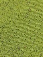 Sunflower cultivation, Aerial view, in pampas region, Argentina photo