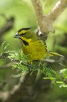 Yellow Cardinal, Gubernatrix cristata, Endangered species in La Pampa, Argentina photo