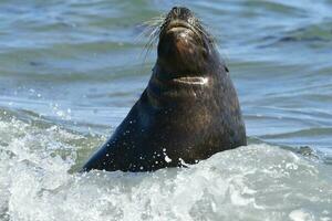 Male Sea Lion , Patagonia, Argentina photo