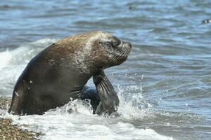 Male Sea Lion , Patagonia, Argentina photo