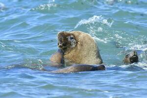 Male Sea Lion , Patagonia, Argentina photo