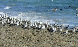 quelpo gaviota rebaño en un playa, patagonia, argentina. foto