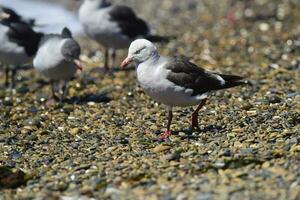 Dolphin Gull in the beach, Patagonia Argentina. photo