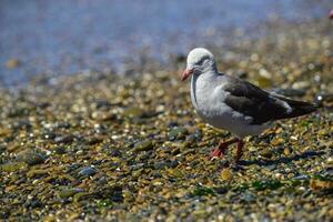 Dolphin Gull in the beach, Patagonia Argentina. photo