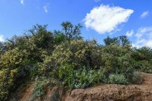 Calden forest grass landscape,  La Pampa province, Patagonia, Argentina. photo