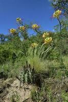 Calden forest grass landscape,  La Pampa province, Patagonia, Argentina. photo