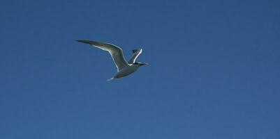 emparedado golondrina de mar en vuelo, Patagonia argentina. foto