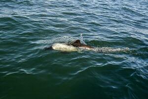 comerciante delfín nadar, Patagonia , argentina. foto