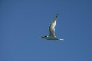 Sandwich Tern in flight, Patagonia Argentina. photo