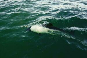 Commerson dolphin swimming, Patagonia , Argentina. photo