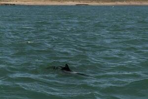 comerciante delfín nadar, Patagonia , argentina. foto