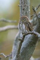 Ferruginous Pygmy owl, Glaucidium brasilianum, Calden forest, La Pampa Province, Patagonia, Argentina. photo