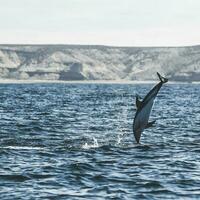 Dusky dolphin jumping , Patagonia , Argentina photo