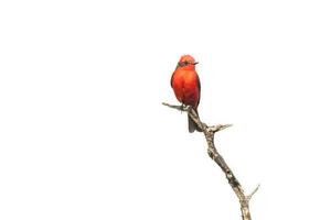 Vermilion Flycatcher perched,Pyrocephalus rubinus, La Pampa, Argentina photo