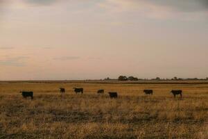 vacas pasto a atardecer, Patagonia, argentina. foto