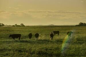 vacas pasto a atardecer, Patagonia, argentina. foto