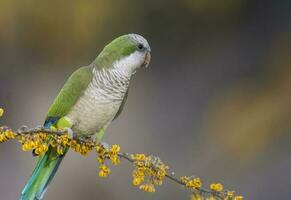 Parakeet perched on a branch of Calden , La Pampa, Patagonia, Argentina photo