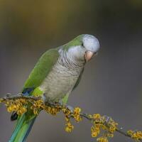 Parakeet perched on a branch of Calden , La Pampa, Patagonia, Argentina photo