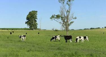 vaca pantorrillas en el campo, buenos aires provincia, argentina. foto