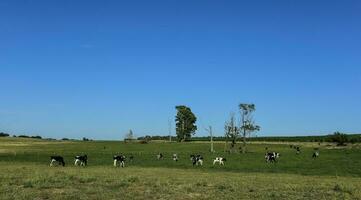 vacas en argentino campo, la pampa provincia, argentina. foto