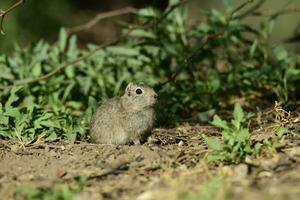 Desert Cavi, Lihue Calel National Park, La Pampa Province, Patagonia , Argentina photo