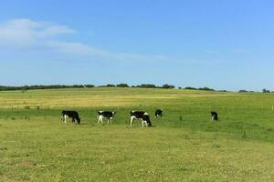 vacas en argentino campo, la pampa provincia, argentina. foto