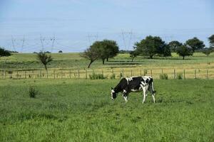 vaca pantorrillas en el campo, buenos aires provincia, argentina. foto