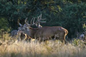 Red deer, Male roaring in La Pampa, Argentina, Parque Luro, Nature Reserve photo