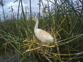 Cattle Egret, Bubulcus ibis, nesting, La Pampa Province, Patagonia, Argentina photo