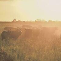 Cows fed  grass, in countryside, Pampas, Patagonia,Argentina photo