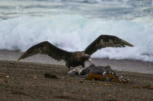 gigante petrel , península Valdés, la unesco mundo patrimonio sitio, chubut provincia, Patagonia, argentina. foto