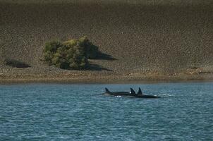 asesino ballena caza mar leones,peninsula Valdés, Patagonia argentina foto