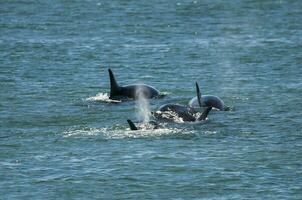 orca familia patrullando el costa, península Valdés, Patagonia argentina foto
