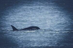 asesino ballena varamiento en el playa, península Valdés, Patagonia argentina foto