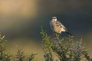 Patagonian Mockingbird, Peninsula Valdes,Patagonia, Argentina photo